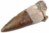 Fossil Spinosaurus Tooth - Real Dinosaur Tooth #368048-1